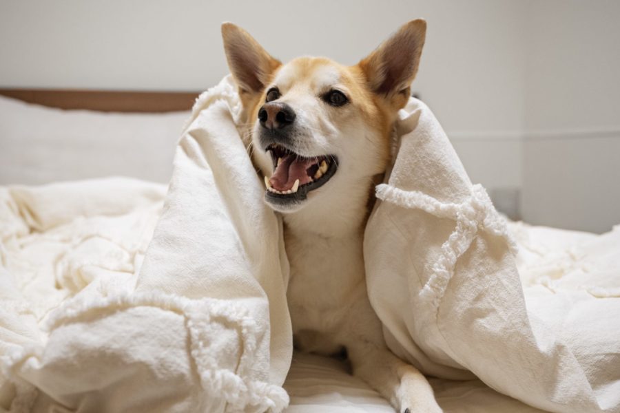 NOUVEAU - Textiles de vos animaux